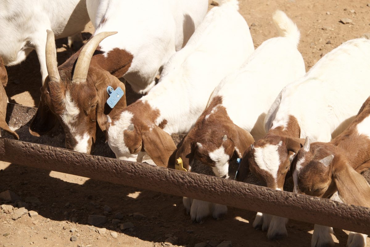 Nutrition Boer Goats South Africa