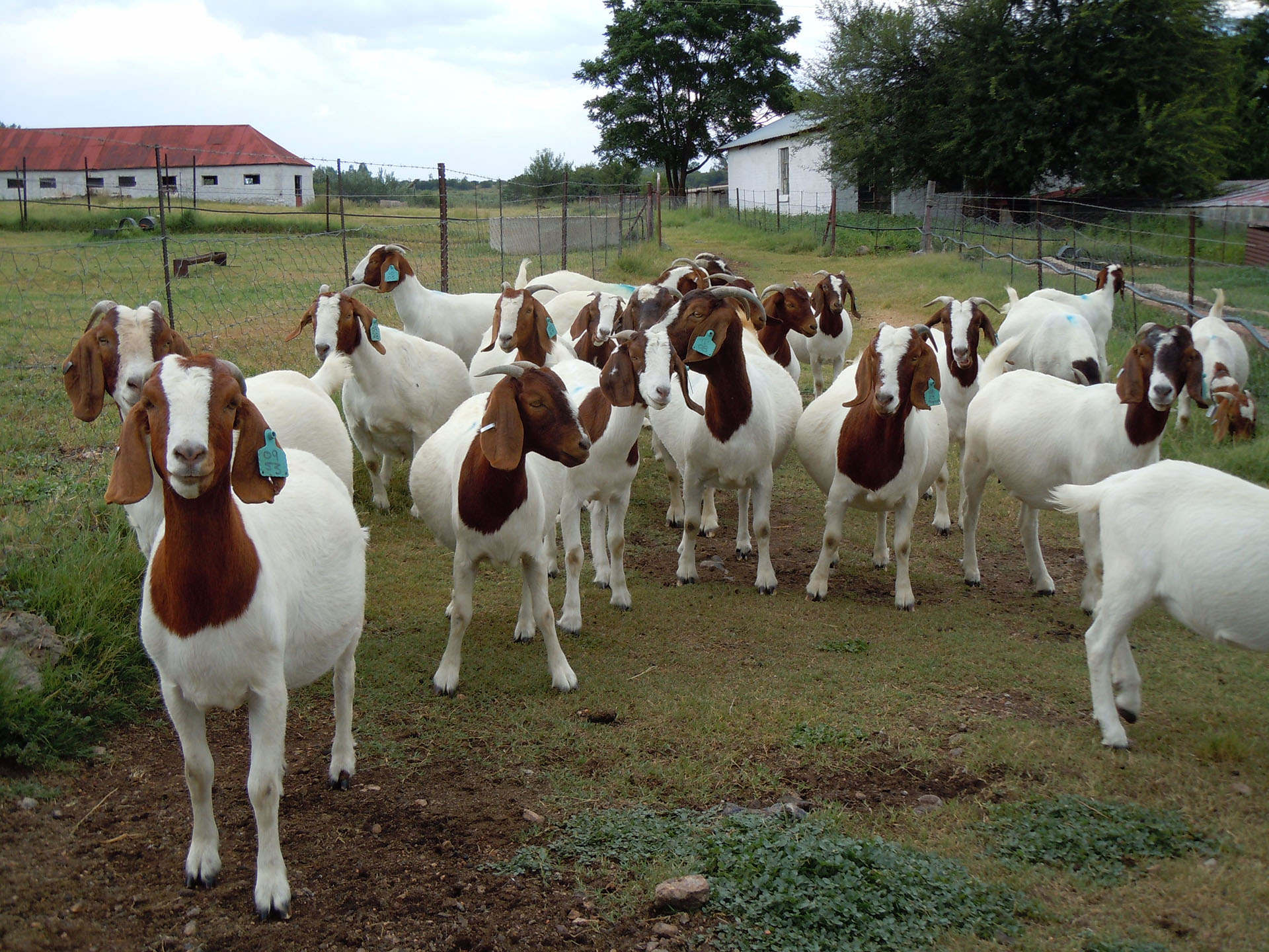 Boer Goats South Africa – Everything you need to know about the South ...