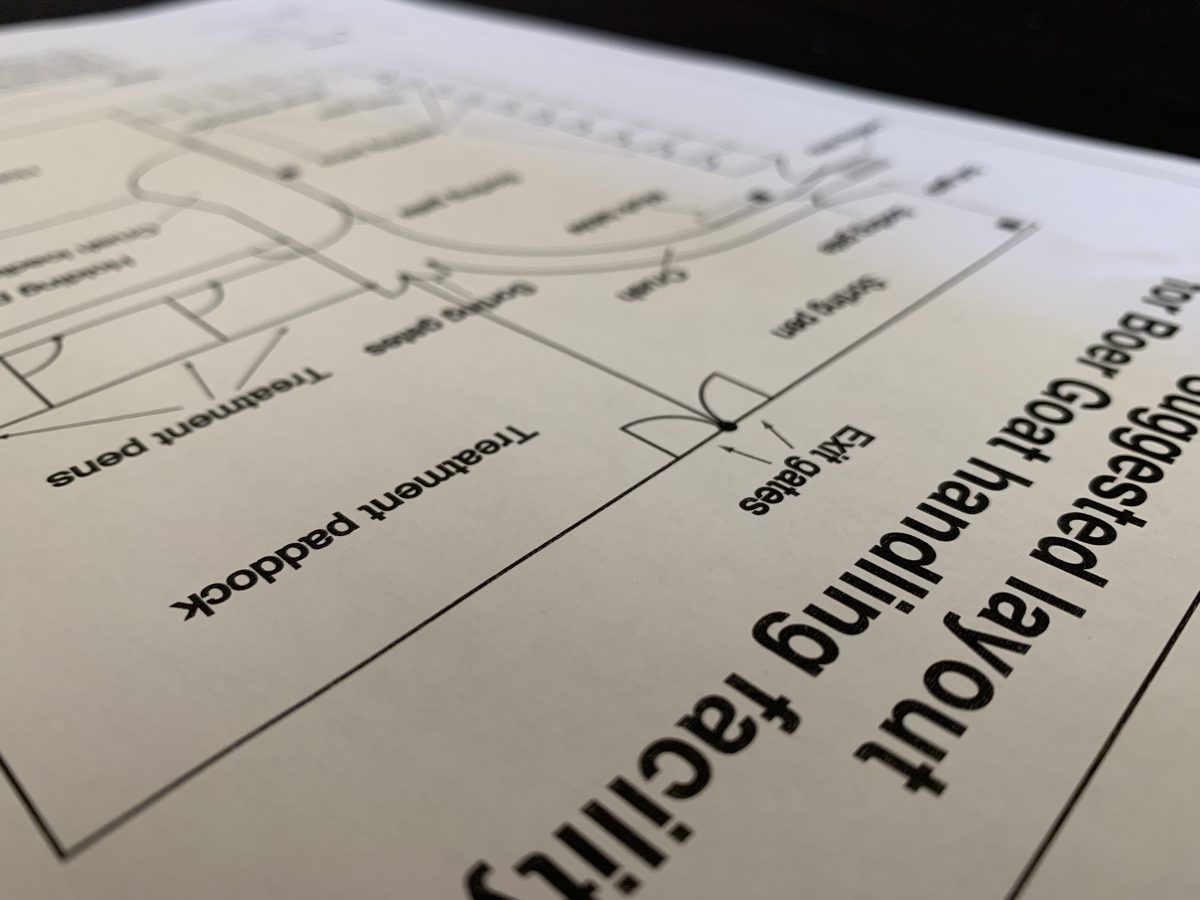 Boer Goat handling facility layout
