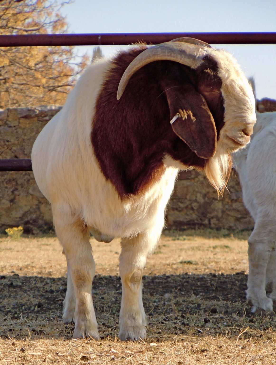 Boer Goats South Africa – Everything You Need To Know About The South ...