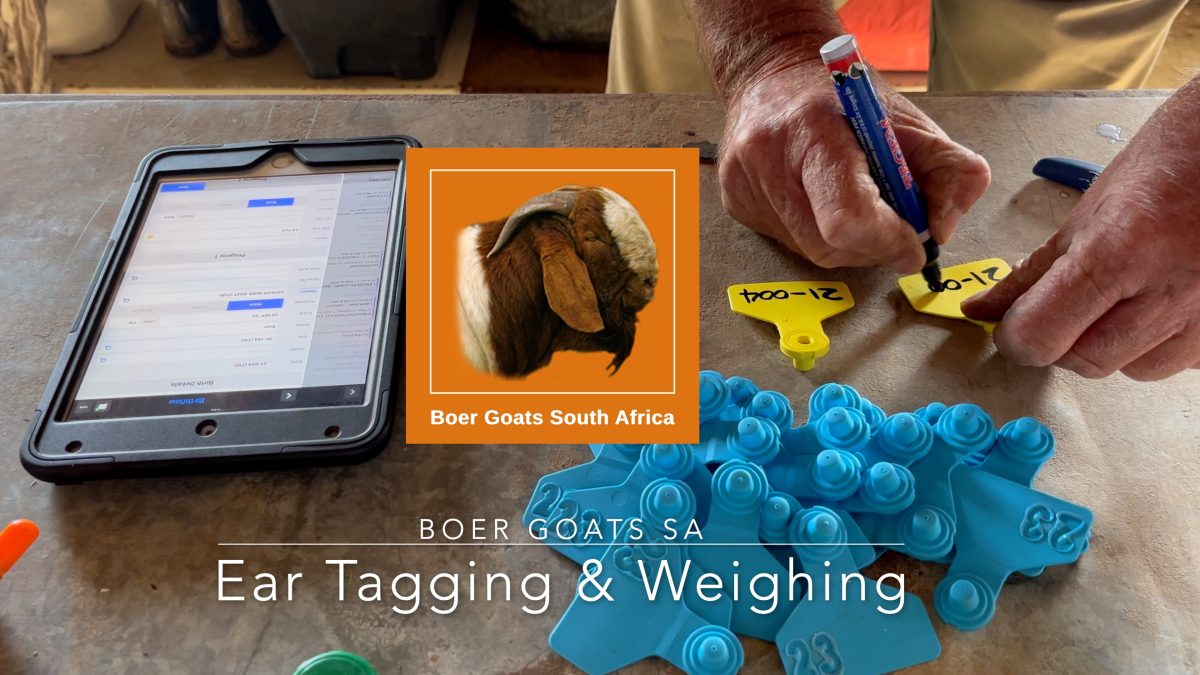 Ear tagging and weighing young Boer Goat kids