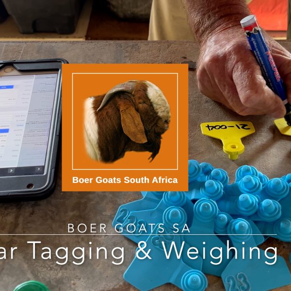 Ear tagging and weighing young Boer Goat kids