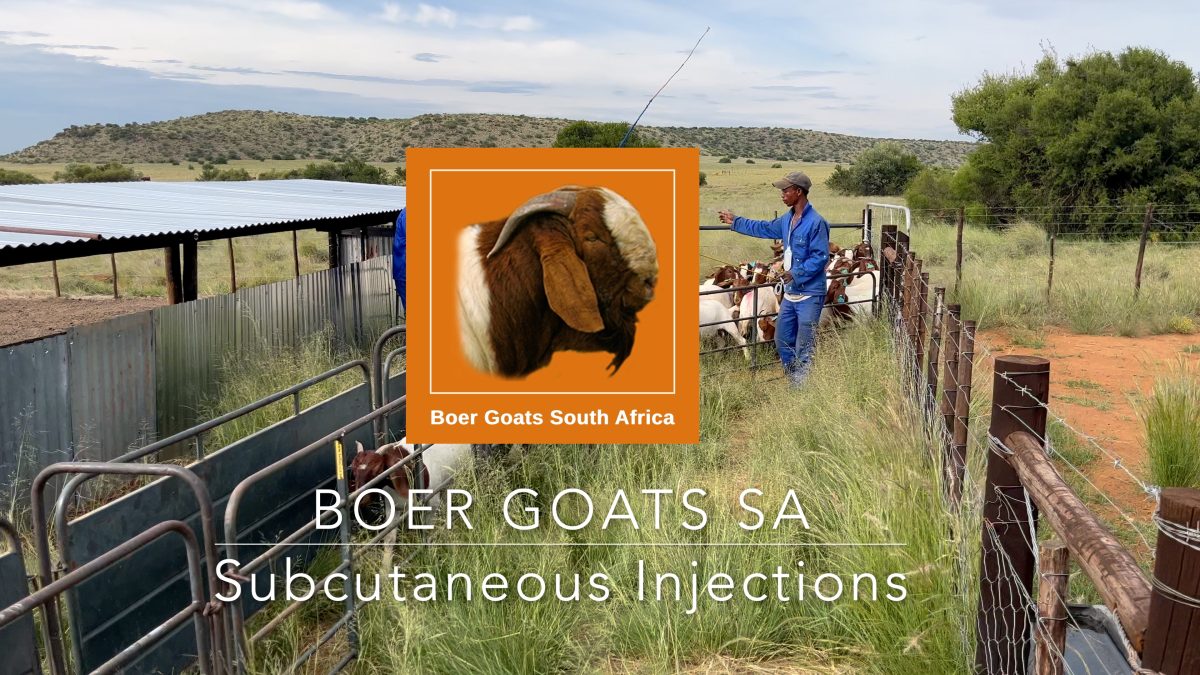 Administering Subcutaneous Injections to Boer Goats