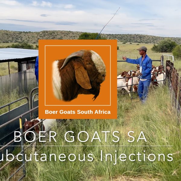 Administering Subcutaneous Injections to Boer Goats